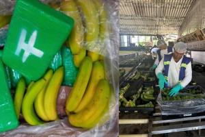 Bananeros del Magdalena se declaran víctimas del narcotráfico  y fortalecen protocolos de seguridad