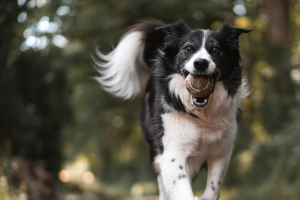 Running Dog 