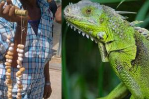 Corpamag lanza alerta ante intensificación de venta ilegal de huevos de iguana en Magdalena