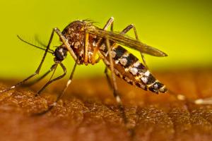 Autoridades sanitarias de Santa Marta estudian 15 posibles casos de dengue en el Distrito