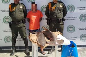 Capturado hombre en El Rodadero por traficar tiburones protegidos 