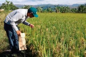 De acuerdo con los agricultores, producir una hectárea de arroz en esta zona puede superar los siete millones de pesos.