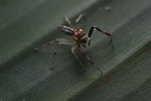 El  descubrimiento fue en Momil.