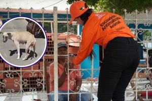 Caso de zoofilia Cartagena