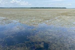 La “batata de agua” pone en jaque a pescadores y comunidades palafíticas de la Ciénaga Grande de Santa Marta