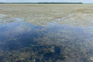 Procuraduría exige plan de acción contra planta invasora en la Ciénaga Grande de Santa Marta