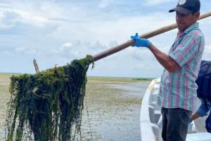 Gobierno busca frenar expansión de planta invasora que asfixia la Ciénaga Grande de Santa Marta