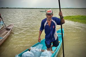 Alevinos de bocachico se sembrarán en Bolívar