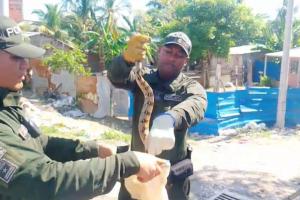 Encuentran boa de un metro de largo en el techo de una vivienda en la zona insular de Cartagena Nov 21