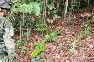 Ejército destruye cinco artefactos explosivos improvisados en área rural de Norosí, sur de Bolívar 