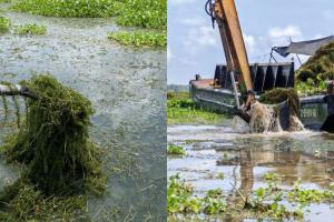 Inician plan piloto para remover planta invasora que afecta la Ciénaga Grande de Santa Marta