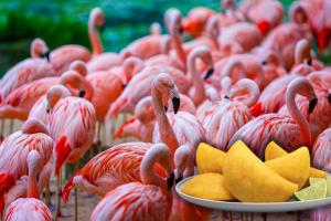 Refuerzan control contra el tráfico ilegal de fauna en el Magdalena