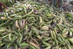 La plaga ataca la cáscara del plátano 
