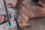 Perro envenenado en Cartagena