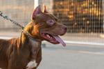Referencia. Perro Pitbull