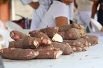 Yuca 