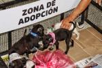 Perros 