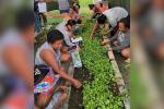 Huertas caseras florecen en Cerro de San Antonio como símbolo de autonomía y esperanza para mujeres cabeza de hogar