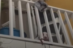 Presunto abandono de cachorra en conjunto residencial del Centro Histórico