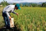 De acuerdo con los agricultores, producir una hectárea de arroz en esta zona puede superar los siete millones de pesos.