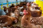 Gallinas 