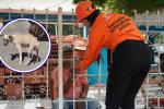 Caso de zoofilia Cartagena