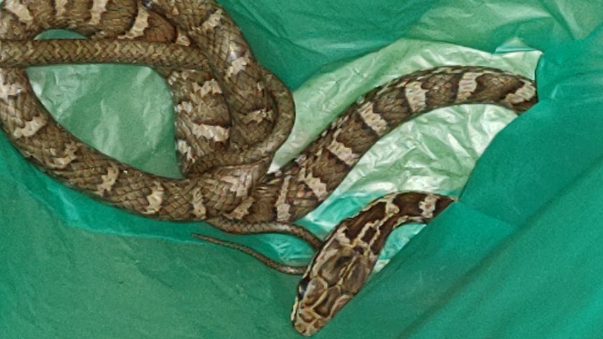 Serpientes avistadas en el Valle de Aburrá: claves para evitar accidentes |  Alerta Paisa, image size:1200x675