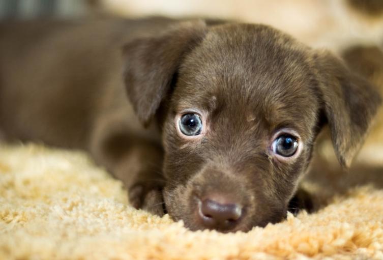 Perro cachorro