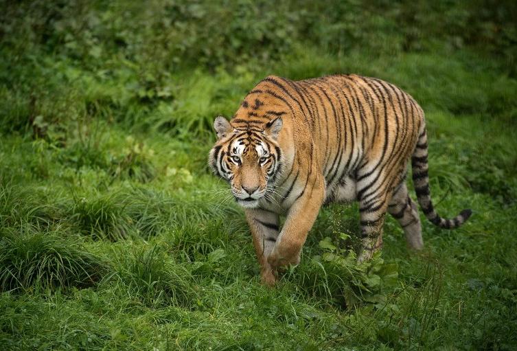 Tigre en India