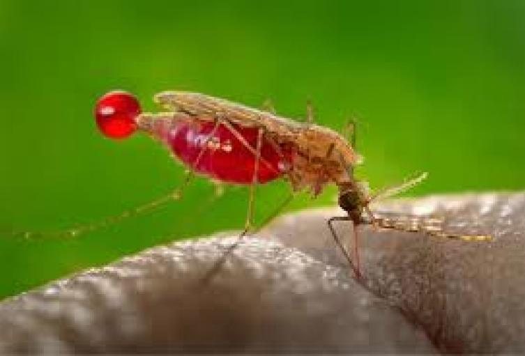 Malaria en el Catatumbo