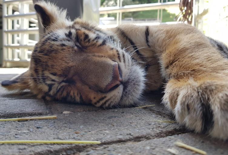 Tigre