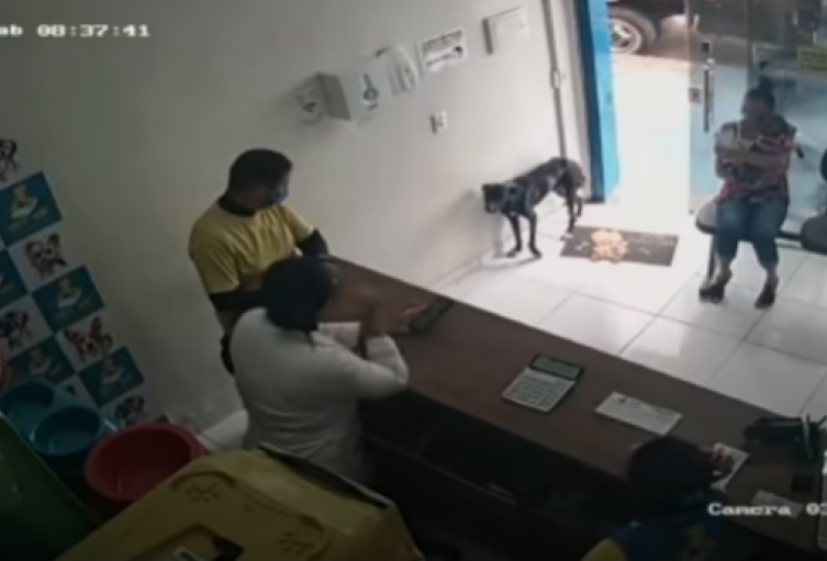 Perro callejero entra a veterinaria a pedir ayuda 