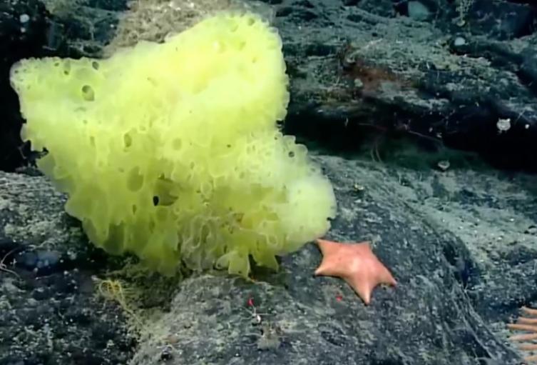 Bob esponja y patricio vida real