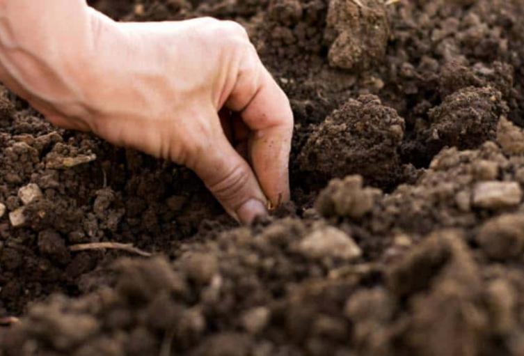 Crean tienda virtual con productos cultivados por campesinos de zonas de conflicto
