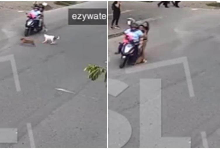 Cuatro en una moto atropellaron a un perro y tras del hecho lo patearon