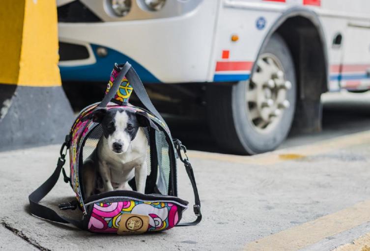 Mascotas en Medellín