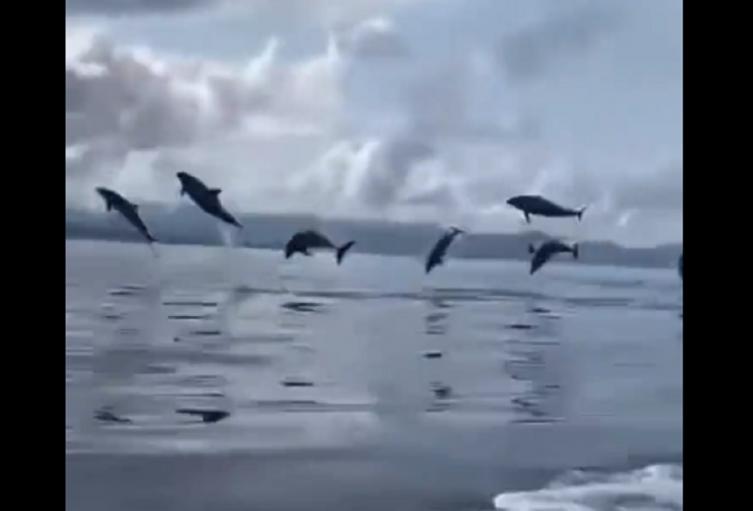 Delfines en Necoclí, Antioquia
