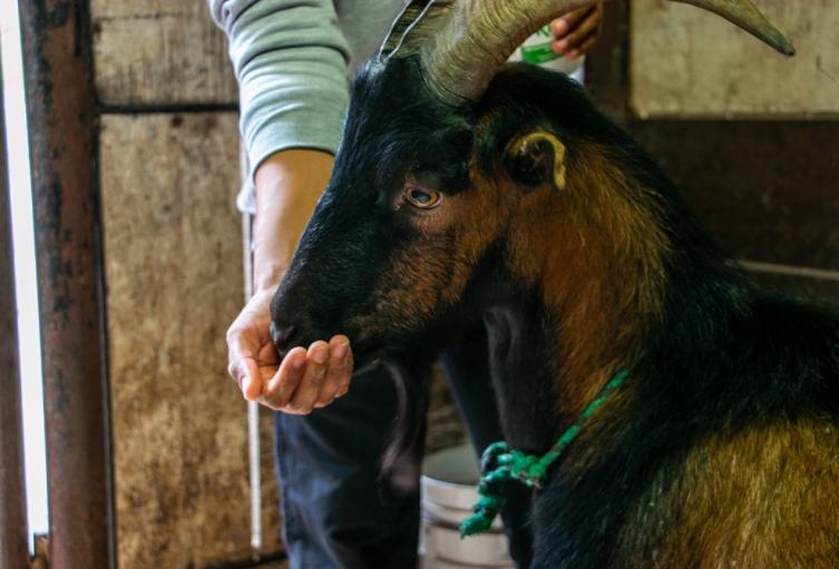 El cabrito Cornelio 