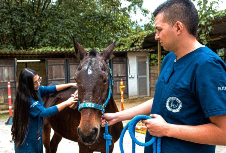 Especies mayores atendidas en Medellín