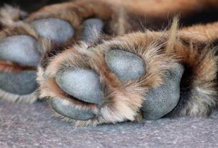 Maltrato animal en Antioquia: perro fue atacado con un machete en San Luis