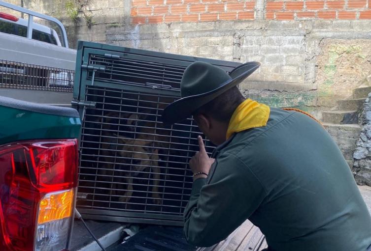 Rescatan a cuatro perros que se encontraban en malas condiciones en Medellín