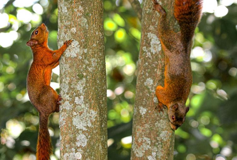 Fauna silvestre en el Valle de Aburrá