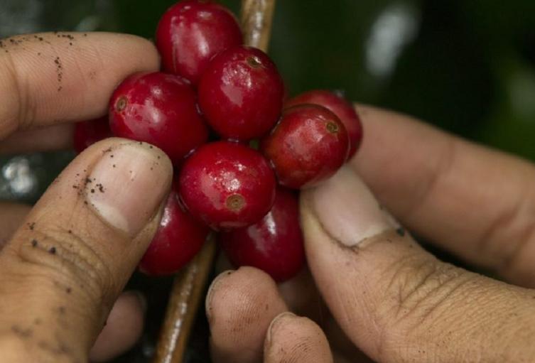 Cosecha cafetera -2024