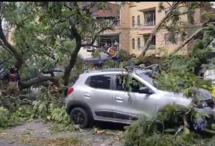 Un árbol le cayó a un carro en Medellín: conductor se salvó de milagro
