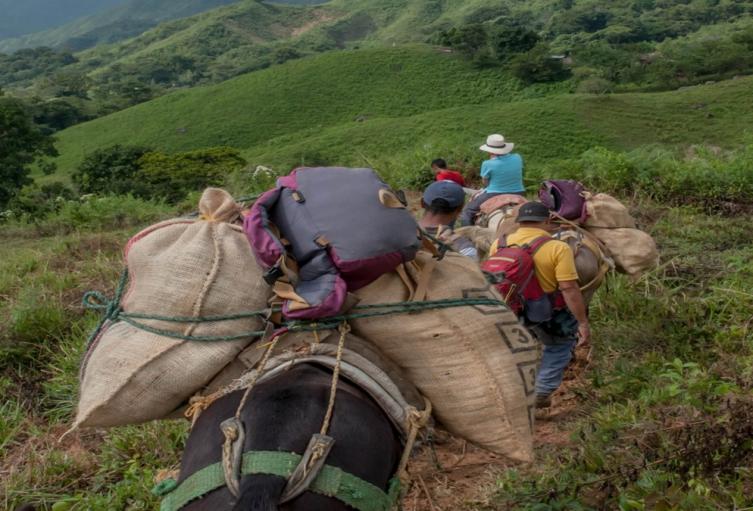 Crecen las amenazas de grupos armados en el Tolima: Familias huyen para salvar sus vidas