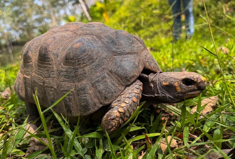 Tortugas morrocoy liberadas