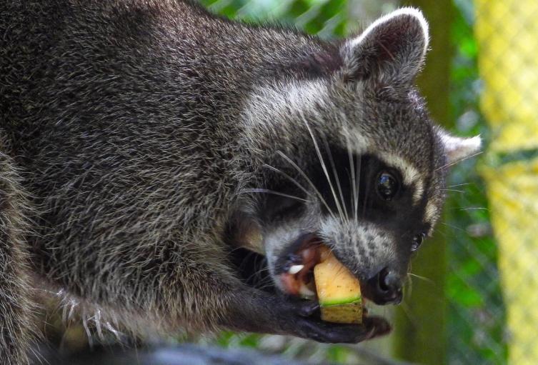 Tráfico ilegal de fauna 