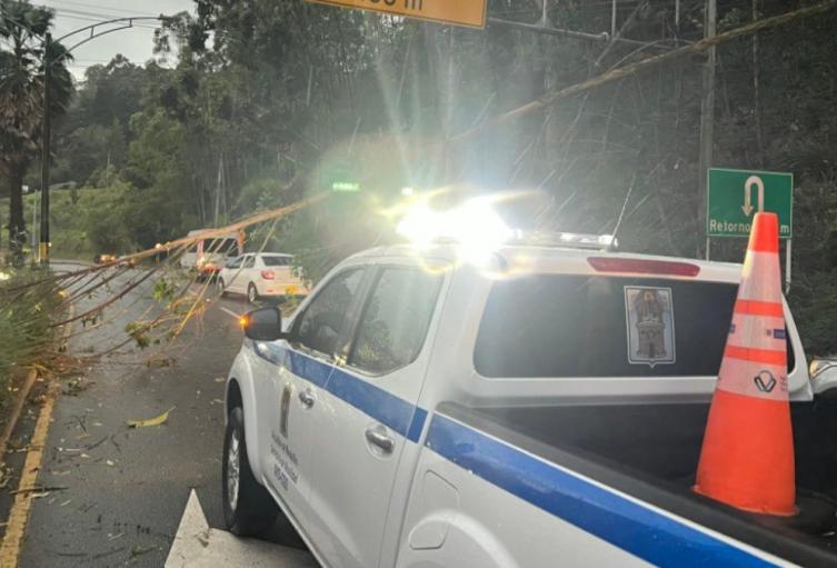Lluvias en Medellín provocaron caídas de árboles