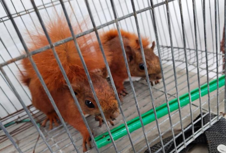 Animales silvestres en cautiverio en Itagüí