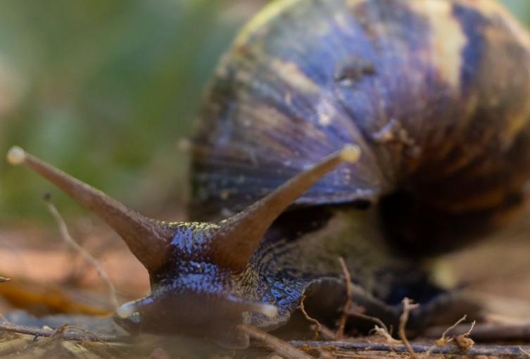 Caracol africano - Antioquia - 2025
